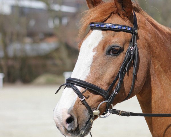 horse Fames (Hanoverian, 1990, from Frühlingstraum II)