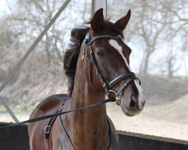 broodmare Dolores 166 (Westphalian, 2003, from Dali X)