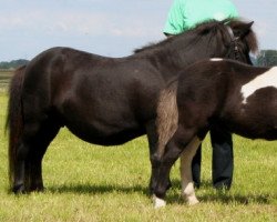 Zuchtstute Natascha (Shetland Pony, 1993, von Ibikus)