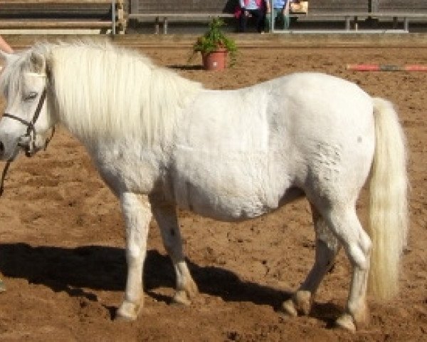 broodmare Kirchweihtal's Schwalbe (Shetland Pony, 1993, from Jupiter)