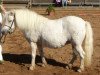 broodmare Kirchweihtal's Schwalbe (Shetland Pony, 1993, from Jupiter)