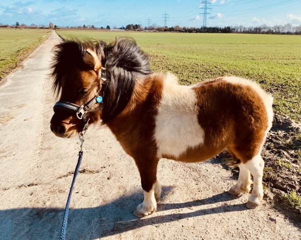 horse Little Levino (Shetland pony (under 87 cm), 2018, from ML's Landino)