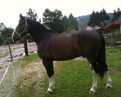 Pferd Mike 95 (Schweres Warmblut, 2001, von Millionär)