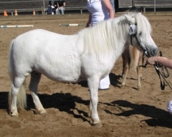 Zuchtstute Lisa (Shetland Pony, 1991, von Rapalo v. Bairawies)