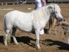 broodmare Lisa (Shetland Pony, 1991, from Rapalo v. Bairawies)