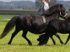 Zuchtstute Nadja (Shetland Pony, 1991, von Ibikus)