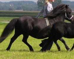 Zuchtstute Nadja (Shetland Pony, 1991, von Ibikus)