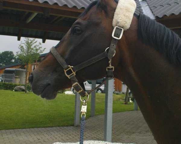 horse Russed M (Hanoverian, 1992, from Raphael)