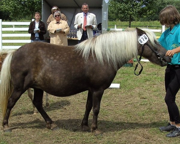 Zuchtstute Heidetraum R (Shetland Pony, 1992, von Juwel)