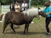 Zuchtstute Heidetraum R (Shetland Pony, 1992, von Juwel)