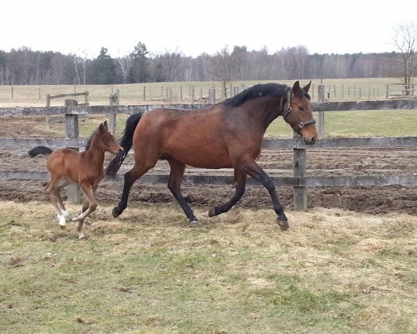 broodmare Stanessa Royal B (Oldenburg, 2009, from Stalypso)