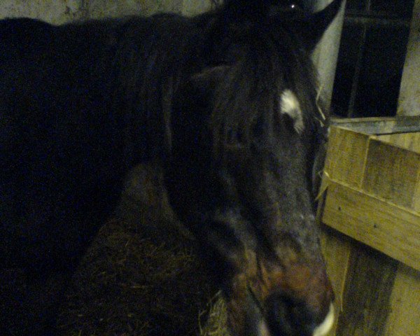 horse Garban EAO (Arabian thoroughbred, 1984, from Gharib ox)