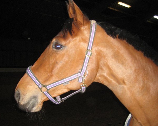 horse Calotta (Westphalian, 2005, from Co-Pilot)