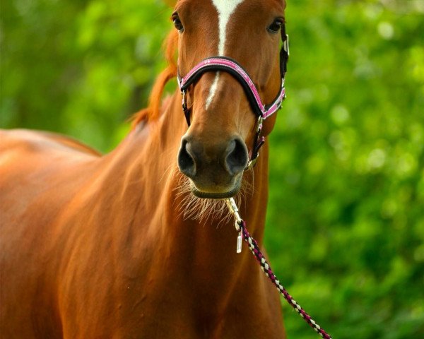 broodmare Rising Sun 76 (Oldenburg, 2003, from Rubin Royal OLD)