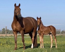 dressage horse Vitus Vitalis (Westphalian, 2022, from Vitalis)