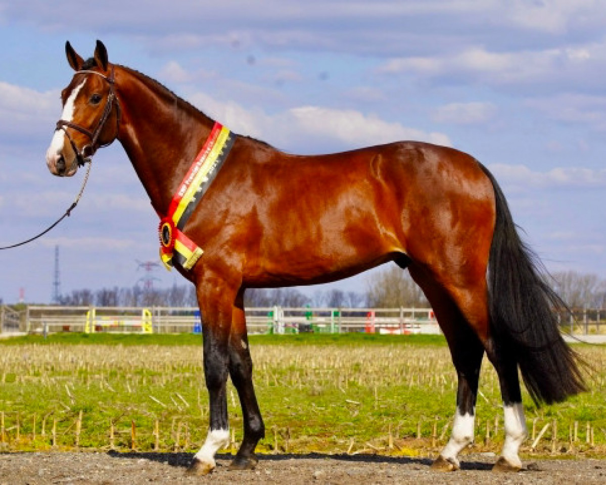 Springpferd Sunday Jm (Belgisches Warmblut, 2018, von Ermitage Kalone)