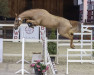 jumper Soleil Optimus (Belgian Warmblood, 2018, from Ermitage Kalone)