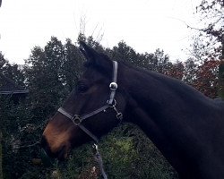 broodmare Waldfee (Oldenburg, 1999, from Azur de Paulstra)