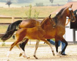 broodmare Fabiola 262 (Oldenburg, 2003, from Fürst Heinrich)