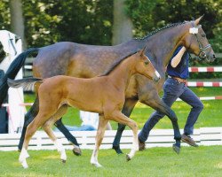 broodmare Babsie 6 (Oldenburg, 2005, from Balou du Rouet)