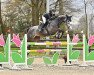 jumper Holly White (Oldenburg show jumper, 2016, from Hickstead White)