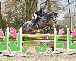 jumper Holly White (Oldenburg show jumper, 2016, from Hickstead White)