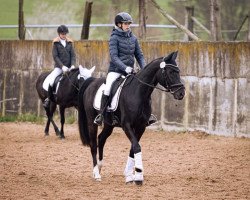 dressage horse Duran 75 (Oldenburg, 2016, from De Niro)