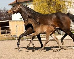 broodmare Blitzblut (Trakehner, 1998, from Lokator xx)