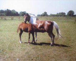 broodmare Sissy (Pinto / Small Riding Horse, 1994, from Sazar)