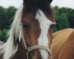 Zuchtstute Flying Star (Lewitzer, 2003, von Flying Thunder)