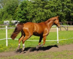 jumper Granando (Hanoverian, 2003, from Graf Top)