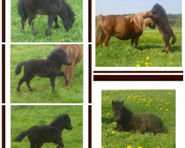 broodmare Xenia v.d. LLLs (Shetland pony (under 87 cm), 2011, from Patchwork a.d.W)