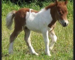 Pferd Pjedro v.d. LLLs (Shetland Pony (unter 87 cm),  , von Patchwork a.d.W)