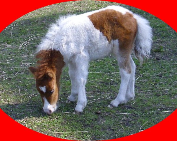 Zuchtstute Pianess v.d. LLLs (Shetland Pony (unter 87 cm), 2010, von Patchwork a.d.W)