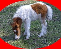 broodmare Pianess v.d. LLLs (Shetland pony (under 87 cm), 2010, from Patchwork a.d.W)