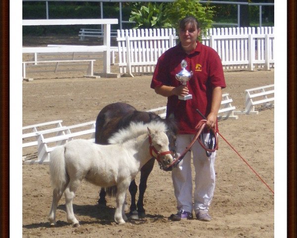 Zuchtstute Princess v.d. LLLs (Shetland Pony (unter 87 cm), 2010, von Patchwork a.d.W)