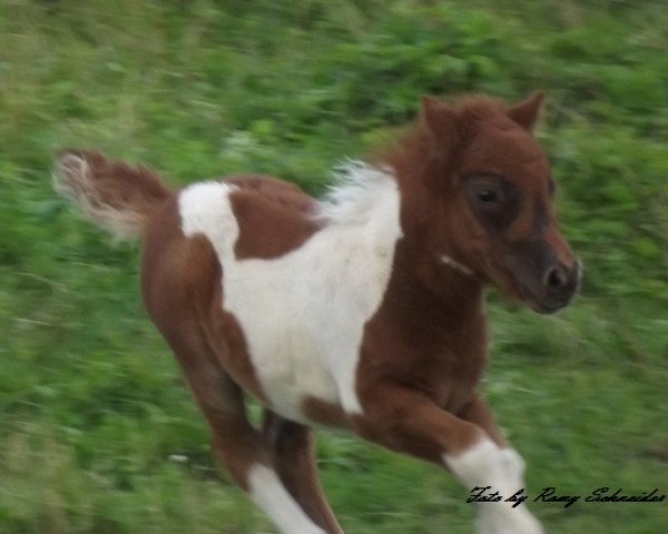 Pferd Pepe (Shetland Pony (unter 87 cm), 2011, von Patchwork a.d.W)