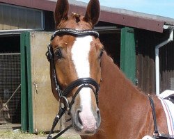 dressage horse Eragon 22 (Hanoverian, 2007, from Embassy I)