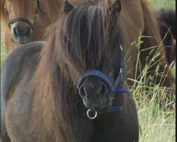 stallion Meerhusen's Einstein (Shetland pony (under 87 cm), 1997, from Erik de Bibiana)