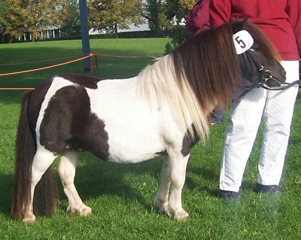 Deckhengst Patchwork a.d.W (Shetland Pony (unter 87 cm), 2006, von Puccini)