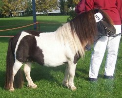 stallion Patchwork a.d.W (Shetland pony (under 87 cm), 2006, from Puccini)