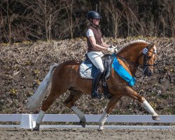 stallion Armani Ass (4,004% ox) (Edelbluthaflinger, 2010, from Argentino Ass (5,47% ox))