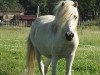 stallion Domingo (Dt.Part-bred Shetland pony, 1991, from Dingo)