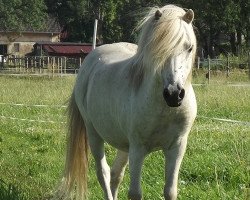 stallion Domingo (Dt.Part-bred Shetland pony, 1991, from Dingo)