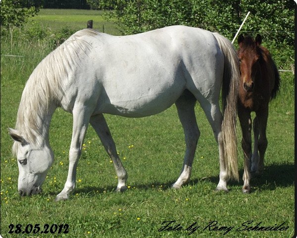 broodmare Flocke (Arab half breed / Partbred, 1994, from El Thay Malik ox)