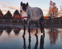 Springpferd Crime Time (Deutsches Reitpony, 2010, von Cheval de Luxe)