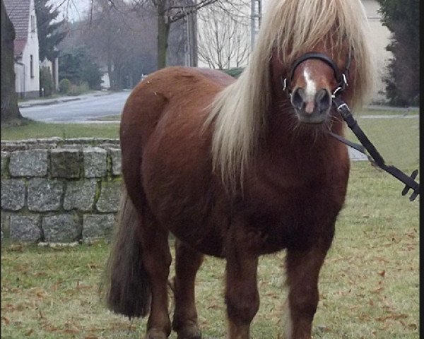 Deckhengst Henry (Shetland Pony, 2006, von Heros van Heeselt)