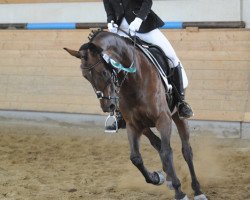 dressage horse Ricola 36 (Westfale, 2001, from Rubiloh)