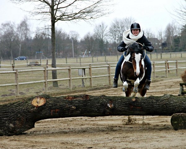 Zuchtstute Dorea (KWPN (Niederländisches Warmblut), 2003)