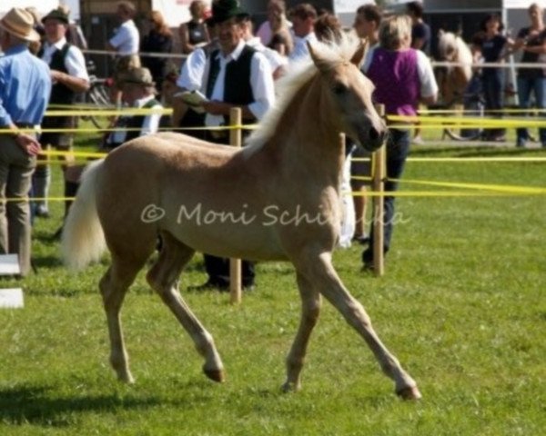 dressage horse Andora (Haflinger,  , from München 2010 (5,47% ox))